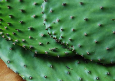 Cleaning and Cooking Cactus Paddles or Nopales - Pati Jinich