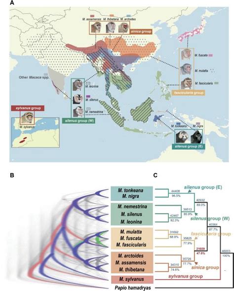 Science 迄今最完整的灵长类动物基因组图谱！中国团队领衔破译灵长类动物演化之谜 Seqcn