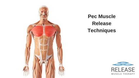 pec major stretch Archives - Release Muscle Therapy