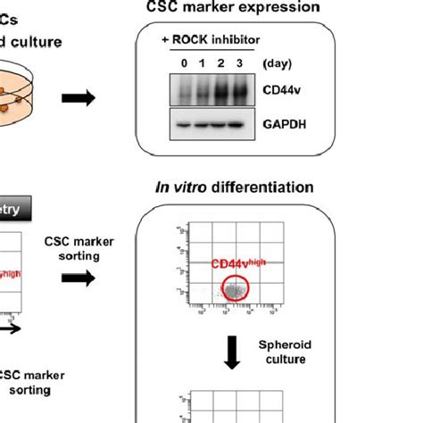 Evaluation Of Cancer Stem Cell Csc Associated Phenotypes Of Colon Download Scientific Diagram