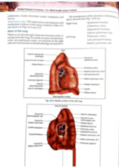 Solution Lung And Pleura Studypool