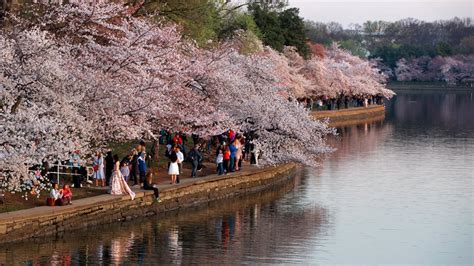 Cherry Blossoms in DC: When to Visit for Peak Bloom, Top Events – NBC4 ...