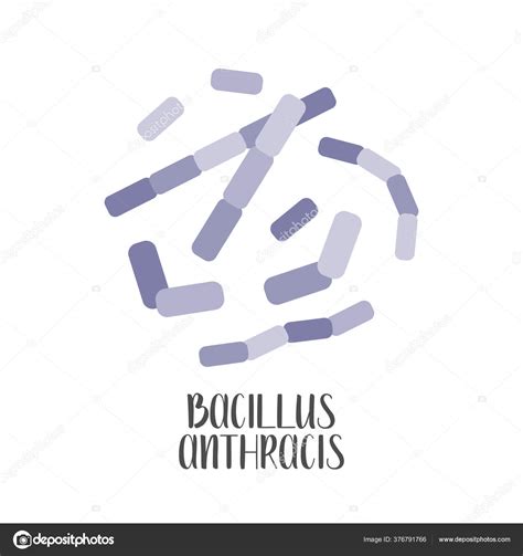 Bacillus Anthracis Pat Geno Bacterias Grampositivas Forma Varilla