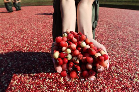 Cranberry Harvest Season in Canada - San Antonio Report