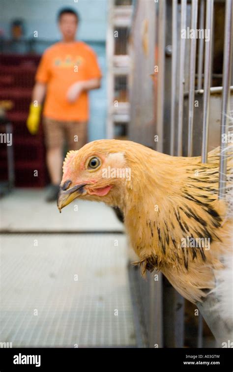 Live Chicken at a wet market in Hong Kong SAR China Stock Photo - Alamy