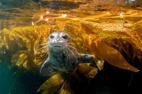 Cute Harbor Seal Playing In The Kelp Good Nature Travel Blog