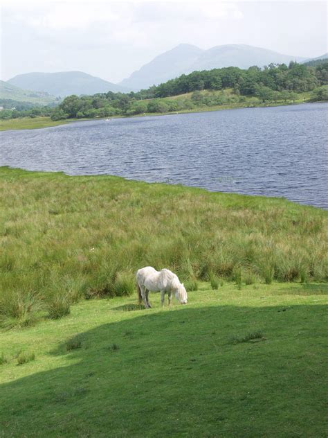 National animal of Scotland : Scotland