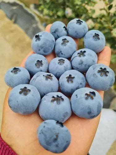 A Grade Blueberries Fresh Fruit Packaging Type Plastic Punnets