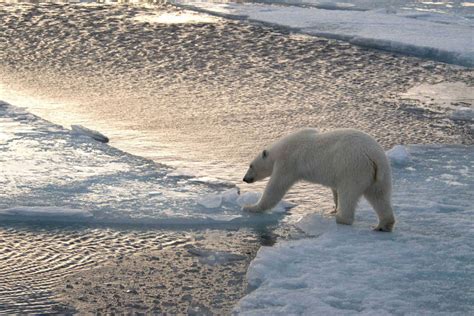 Ursos polares estão bem dizem céticos das mudanças climáticas 11 04