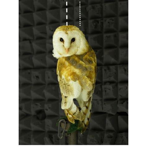 Barn owl showing a natural head rotation. Photo of owl W from our... | Download Scientific Diagram