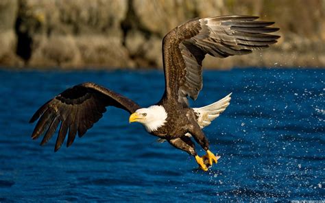 Eagle Flying Wallpaper | High Definition Wallpapers, High Definition ...