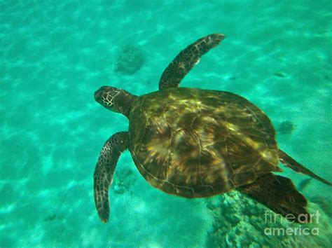 Rules Of The Jungle Green Sea Turtle Pictures To Print