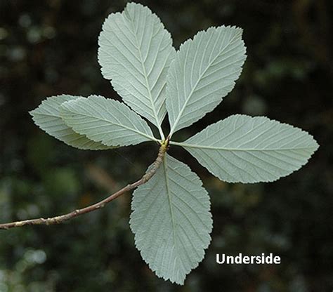 Sorbus aria | Landscape Plants | Oregon State University