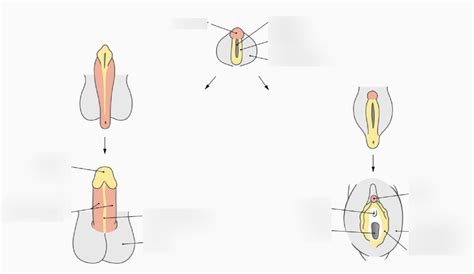 Schaubild U Ere Geschlechtsorgane Entwicklung Diagram Quizlet