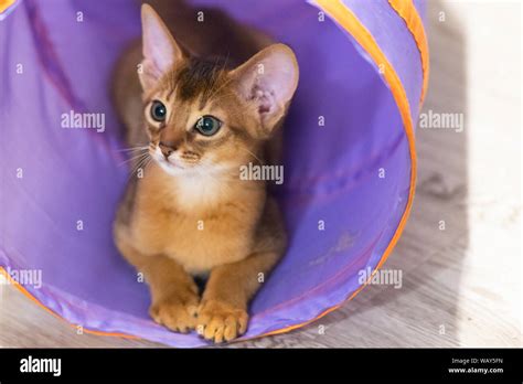 Abyssinian Kitten Ancient Cat Breed Favorites Of Egyptian Pharaohs