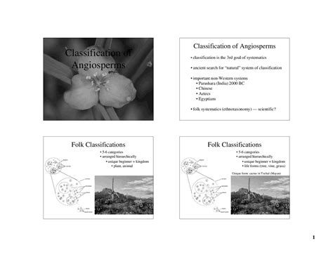 Lecture Slides on Classification of Angiosperms | BOTANY 400 - Docsity