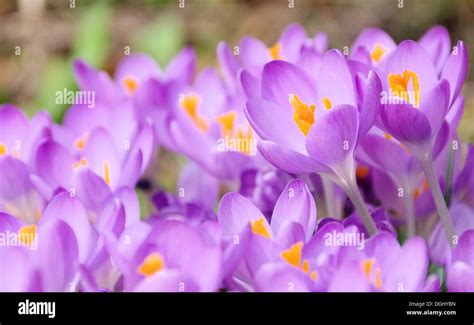 Krokus Crocus Stockfotografie Alamy