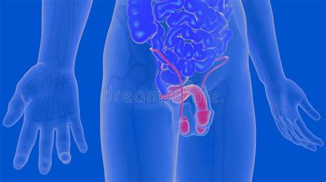 Male Reproductive System Anatomy For Medical Concept 3D Illustration