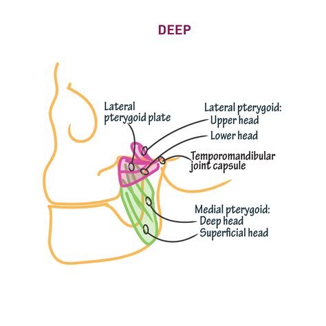 Gross Anatomy Glossary Muscles Of Mastication Draw It To Know It