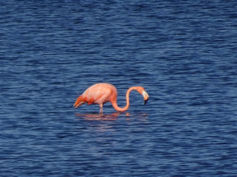 Ebird Checklist Sep Iola St Overlook Port St Joe Species