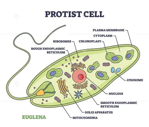 Protist cell anatomy with euglena microorganism structure outline diagram - VectorMine