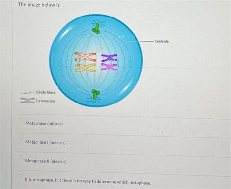 [Solved]: The image below is: Spindle fibers Chromosome Meta