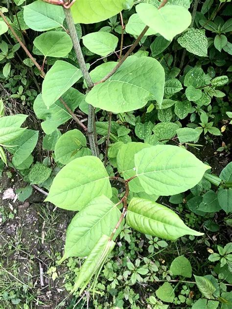 Japanese Knotweed - tomspriggs