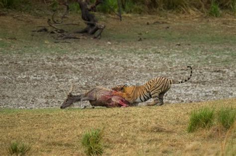 Un Tigre De Bengala Real Cazando Un Sambar Querido En El Parque