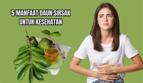 5 Manfaat Daun Sirsak Untuk Kesehatan Konon Bisa Mengobati Kanker