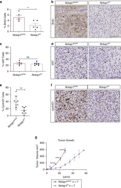 The Rac Target Nckap Plays A Crucial Role In The Progression Of Braf