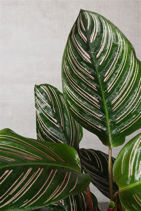 Plant Profile | Calathea — The Grow