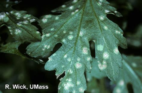 Chrysanthemum White Rust Center For Agriculture Food And The