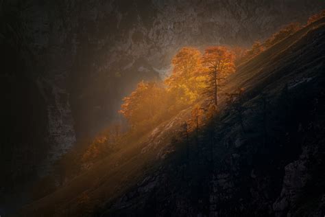 Letztes Licht auf den Bäumen Ales Krivec als Kunstdruck oder Gemälde