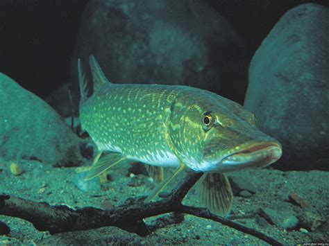 Esox lucius Linnaeus, 1758