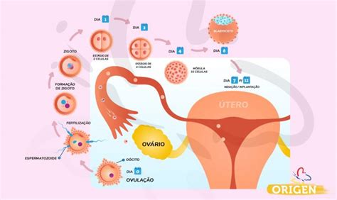 O Que Ovula O E Quando Ocorre No Ciclo Menstrual Cl Nica Origen