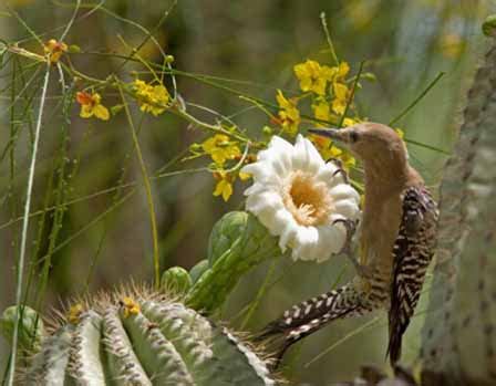 Arizona Cactus Flowers | Pictures, Images, Photo Galleries