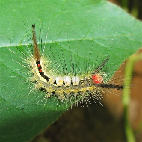 White Marked Tussock Moth Caterpillar Project Noah