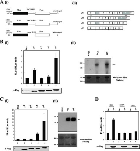 hnRNP D augments HCV IRES-dependent translation in vivo. (A, panel i ... 