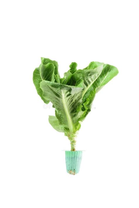 Lettuce With Roots Isolated On White Background Farmers Operate A