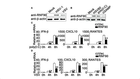 RNF90 Overexpression Inhibits RNA Virus Triggered Innate Immune