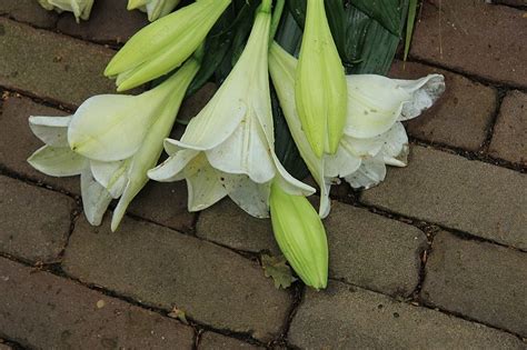 White Tiger Lilies In A Sympathy Arrangement Photo Background And