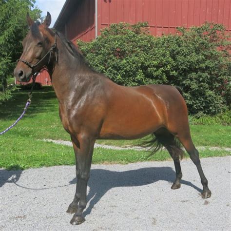 Horses For Sale Ledyard Farms