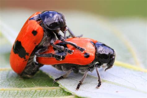 Two Orange Beetles Are Having Sex Stock Image Image Of Beetles Ladybird 110379435