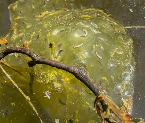 Spotted Salamander Egg Mass With Highly Developed Larvae Roads End