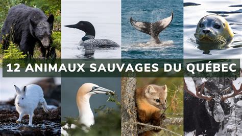 Baleines Au Québec Les Meilleurs Endroits Pour Les Observer