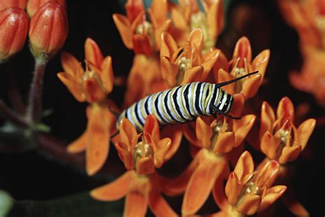 Flowers That Attract Monarch Butterflies