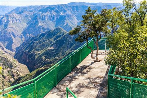 Copper Canyon Of Barrancas Del Cobre Mexico A Trail With Tree Growing