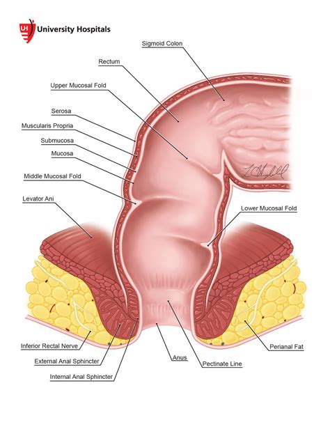 External Rectal Anatomy Hot Sex Picture