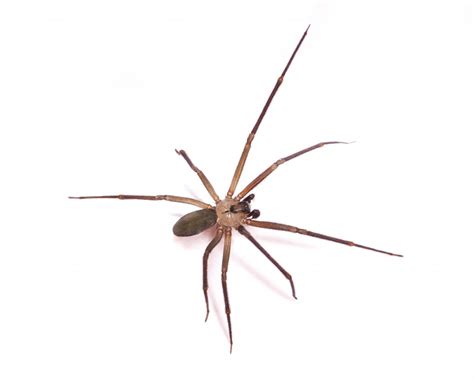 Brown Recluse Pictures Johnson Pest Control