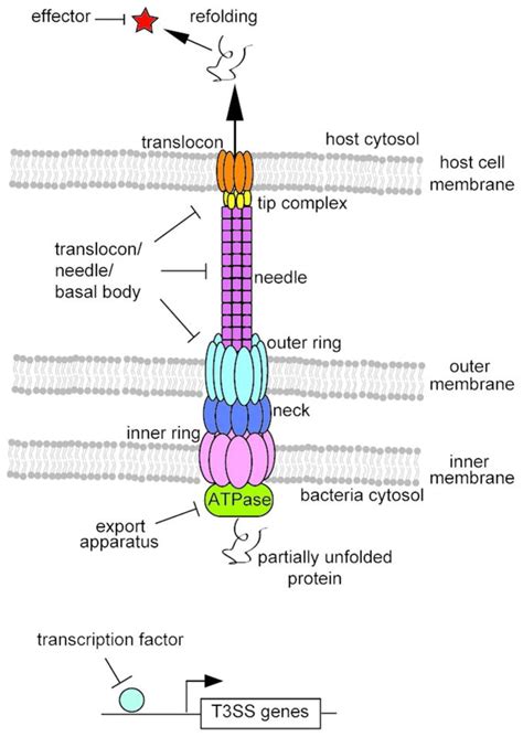 The Bacterial Type III Secretion System As A Target For Developing New